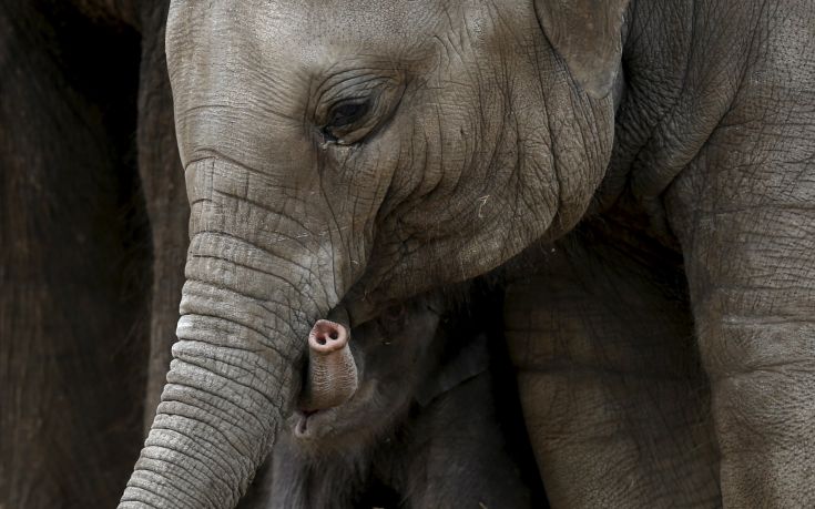 Επιχείρηση διάσωσης για ελεφαντίνα που σφήνωσε σε μεταλλικές ράβδους