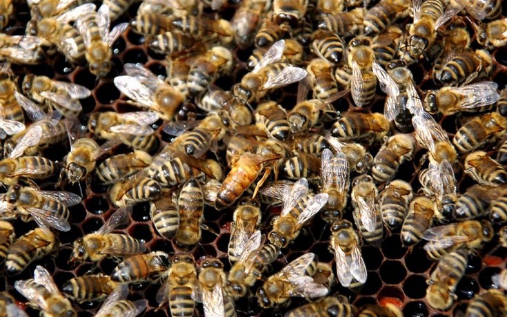Επέζησε μετά από επίθεση δεκάδων χιλιάδων μελισσών