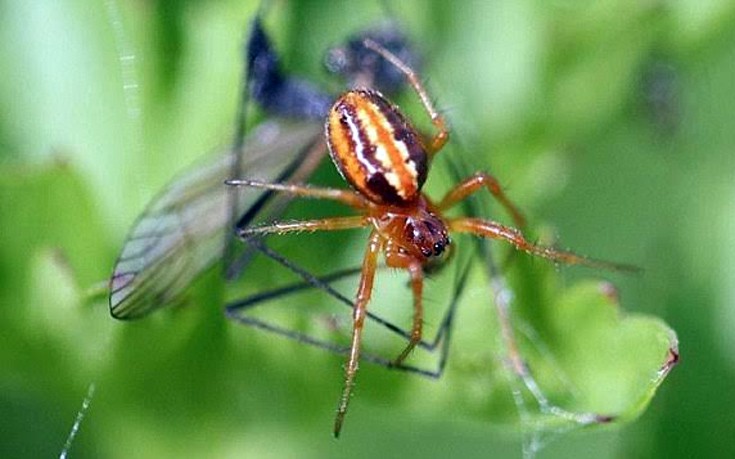 Εξαφανισμένη αράχνη εντοπίστηκε ξανά στην Αγγλία
