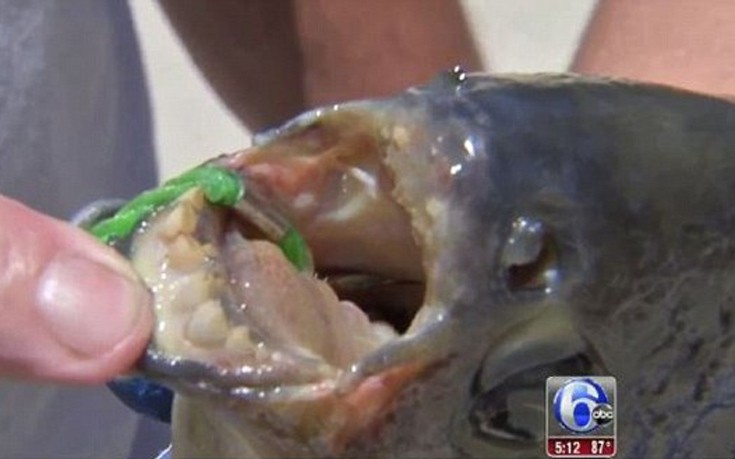 Ψάρι που δαγκώνει όρχεις εντοπίστηκε στο Νιού Τζέρζι
