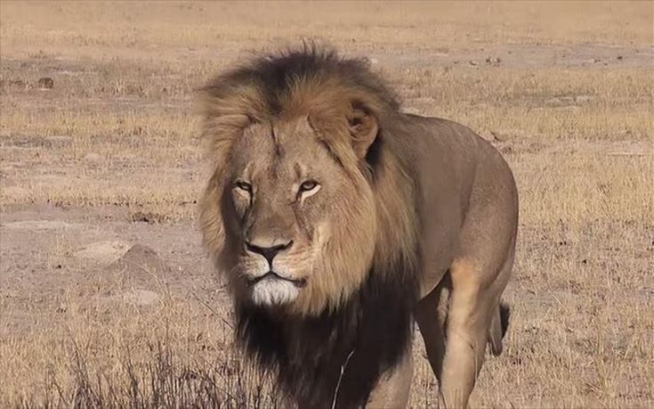 Σέσιλ λιοντάρι Ζιμπάμπουε
