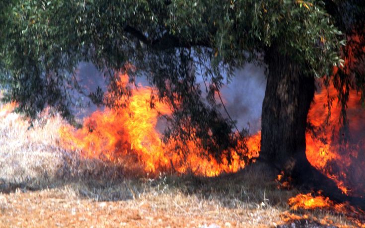 Δεν απειλεί κατοικημένη περιοχή η πυρκαγιά στο Μαρκόπουλο