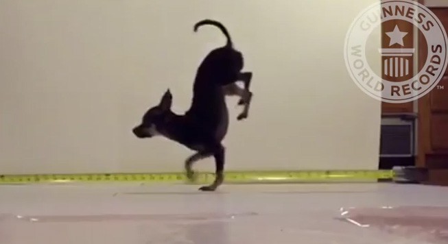 Ο πιο γρήγορος σκύλος στα δύο πόδια