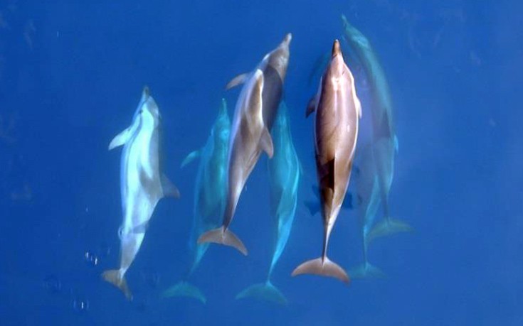 Δελφίνια και φάλαινες εντοπίστηκαν στην Καβάλα