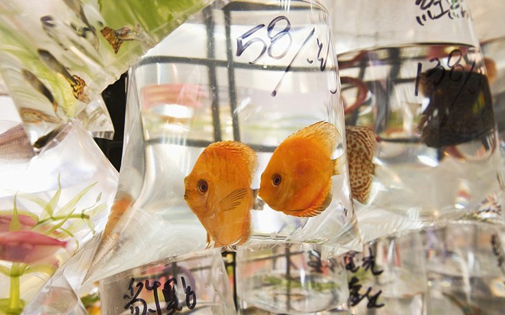 goldfish3