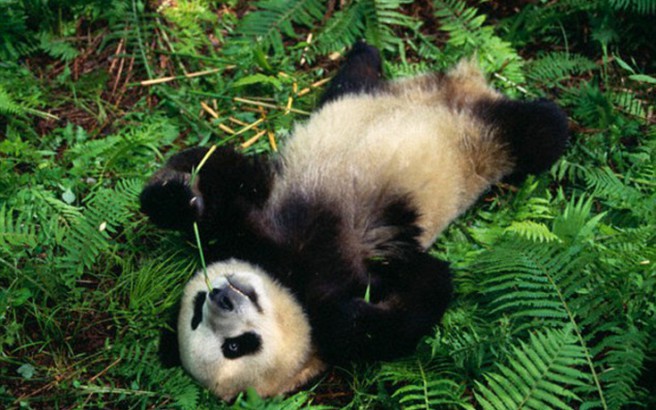 panda1