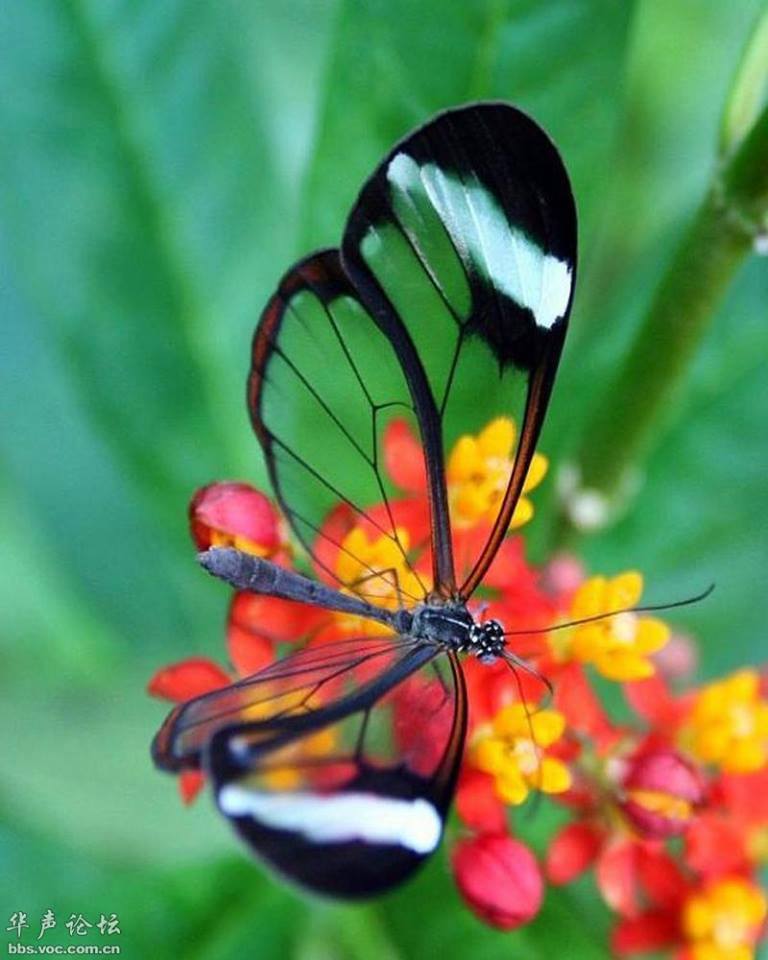 Πεταλούδες με διάφανα φτερά