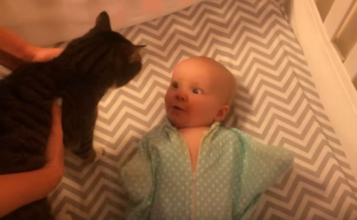 Η πρώτη συνάντηση μπέμπη και γάτας