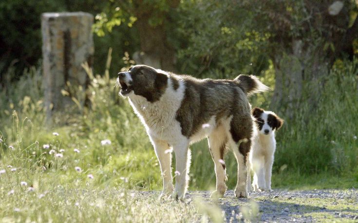 Διόνυσος: Αγέλη σκυλιών επιτέθηκε σε ανθρώπους