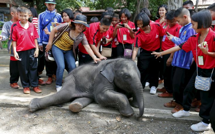 Προετοιμασίες για την ημέρα του ελέφαντα στην Ταϊλάνδη