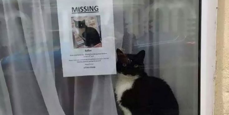 Η χαμένη γάτα βρέθηκε δίπλα από την αφίσα αναζήτησής της