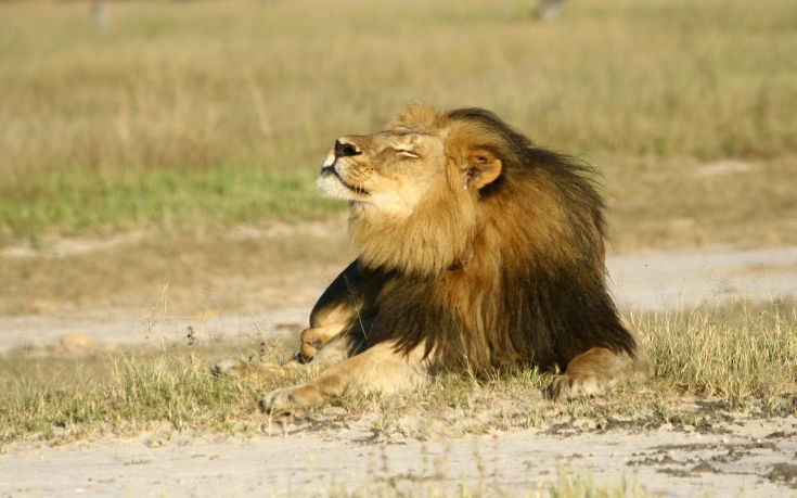 Cecil the lion is seen at Hwange National Parks in this undated handout picture received July 31, 2015. The American dentist who killed Cecil the lion was a "foreign poacher" who paid for an illegal hunt and he should be extradited to Zimbabwe to face justice, environment minister Oppah Muchinguri said on Friday. In Harare's first official comments since Cecil's killing grabbed world headlines this week, Muchinguri said the Prosecutor General had already started the process to have 55-year-old Walter Palmer extradited from the United States. REUTERS/A.J. Loveridge/Handout via ReutersATTENTION EDITORS - THIS PICTURE WAS PROVIDED BY A THIRD PARTY. REUTERS IS UNABLE TO INDEPENDENTLY VERIFY THE AUTHENTICITY, CONTENT, LOCATION OR DATE OF THIS IMAGE. THIS PICTURE IS DISTRIBUTED EXACTLY AS RECEIVED BY REUTERS, AS A SERVICE TO CLIENTS. FOR EDITORIAL USE ONLY. NOT FOR SALE FOR MARKETING OR ADVERTISING CAMPAIGNS. NO ARCHIVES. NO SALES.      TPX IMAGES OF THE DAY