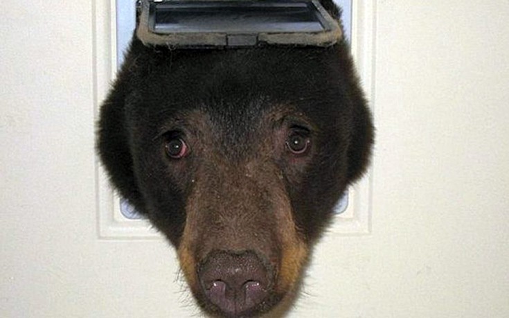 Αρκούδα τρύπωσε σε άνοιγμα πόρτας