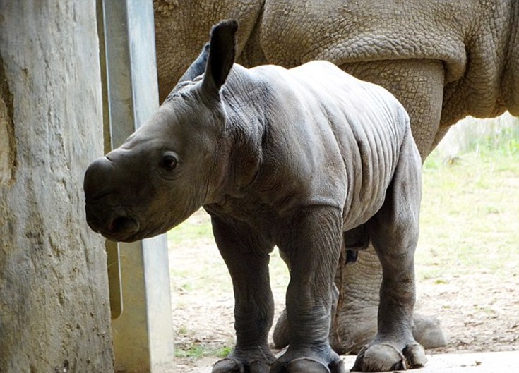 Νεογέννητος ρινόκερος σε πάρκο της Βρετανίας