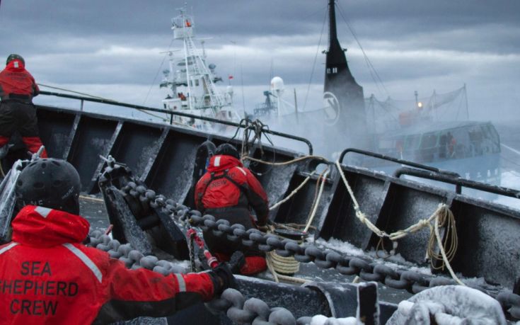 Οι ακτιβιστές που έχουν κηρύξει τον πόλεμο στα φαλαινοθηρικά