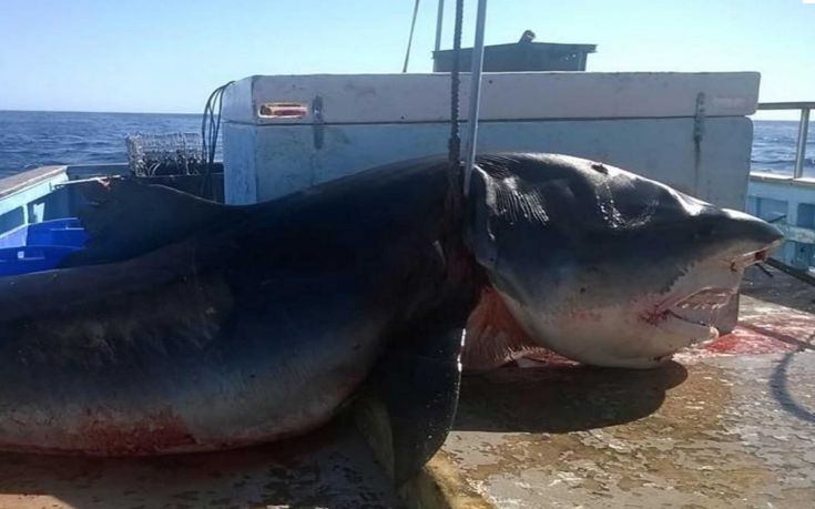 Ψαράς στην Αυστραλία έπιασε τετράμετρο καρχαρία-τίγρη