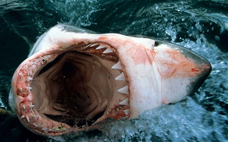 Χέρι εξαφανισμένου τουρίστα με βέρα βρέθηκε στην κοιλιά καρχαρία