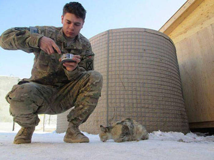 soldiers_and_cats_05