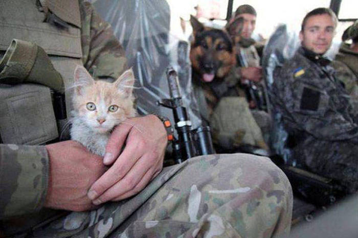 soldiers_and_cats_06