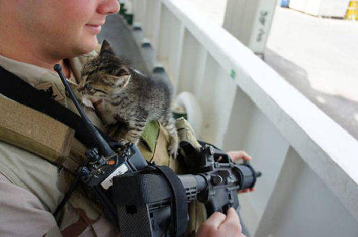 soldiers_and_cats_10