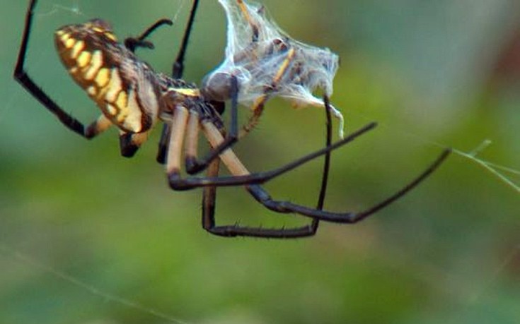 Στρατός από αράχνες δημιούργησε έναν εντυπωσιακό ιστό