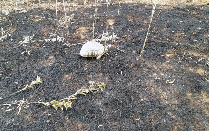 Σώθηκε χελώνα από πυρκαγιά στη Θεσσαλονίκη