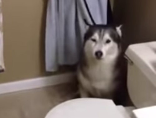 Σκύλος κάνει τα πάντα για να γλιτώσει το μπάνιο