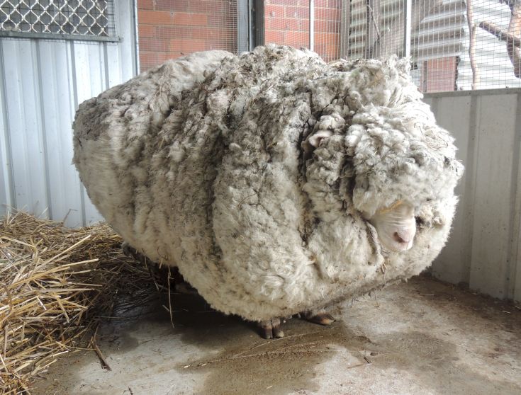 Πρόβατο με μαλλί για ρεκόρ!
