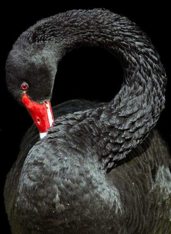 black-swan-photos-15