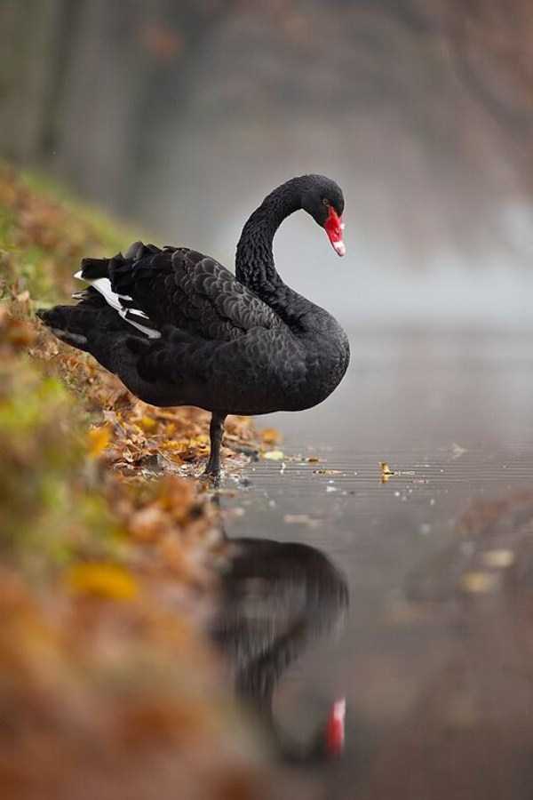 black-swan-photos-17