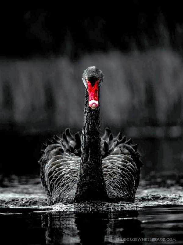 black-swan-photos-5