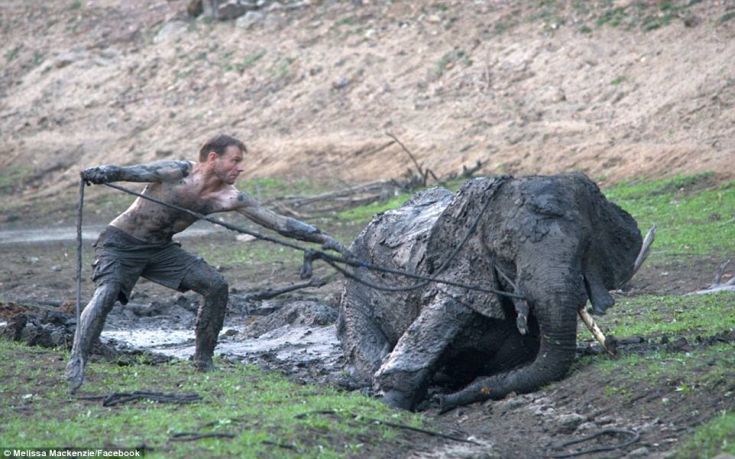 Οδηγοί σαφάρι παλεύουν να σώσουν ένα ελέφαντα κολλημένο για 4 ημέρες στη λάσπη