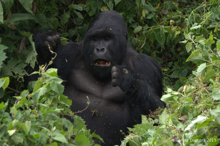 gorilla