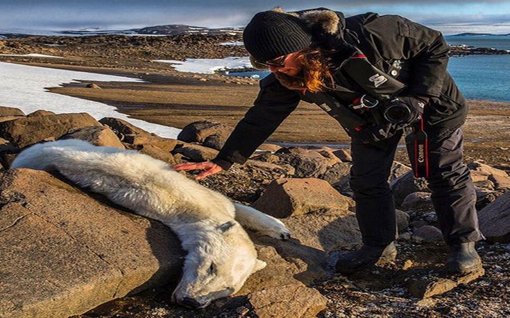 Οι πολικές αρκούδες της Νορβηγίας πεθαίνουν από την πείνα
