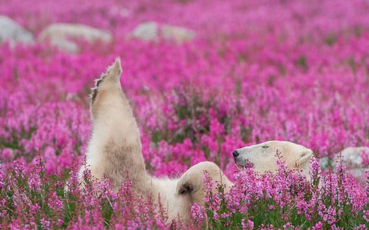 ursus