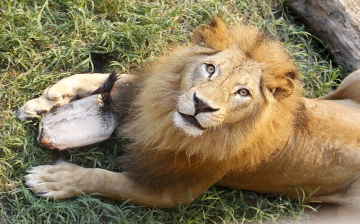 A lion enjoys meat frozen in a block of ice during hot weather at a zoo in Cali, Colombia, September 16, 2015. REUTERS/Jaime Saldarriaga