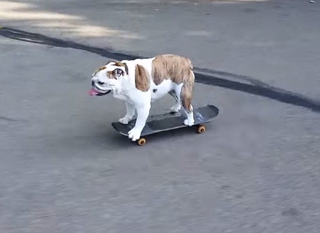 Ένας σκύλος λάτρης του&#8230; skateboard