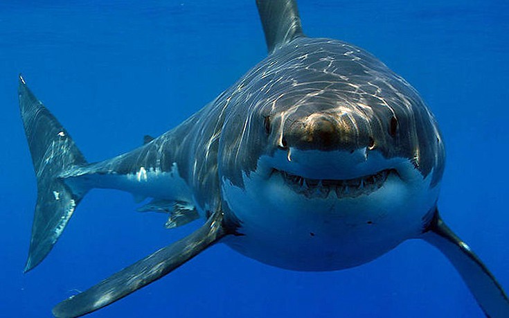 Βρετανίδα δέχθηκε επίθεση καρχαρία σε νησί του Ατλαντικού