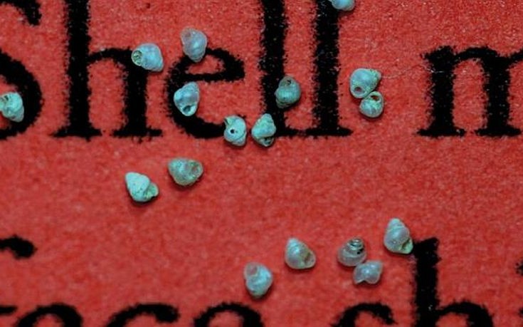 ΣΑΛΙΓΚΑΡΙ ΣΑΛΙΓΚΑΡΙΑ