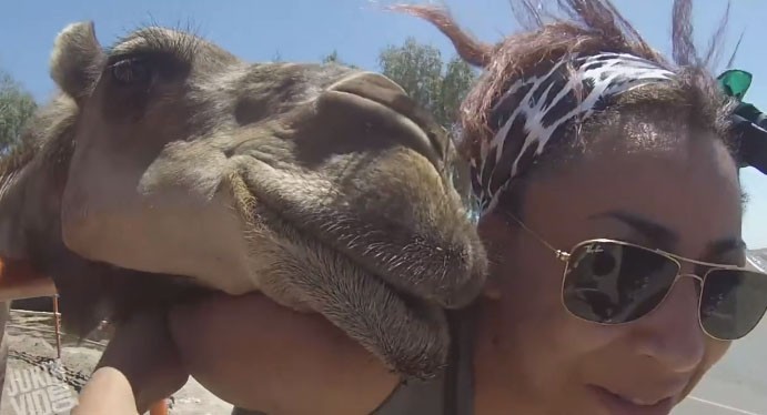 Η καμήλα θέλει φιλάκι