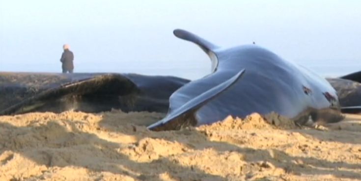 Νεκρές επτά φάλαινες που εξόκειλαν στο Καλαί