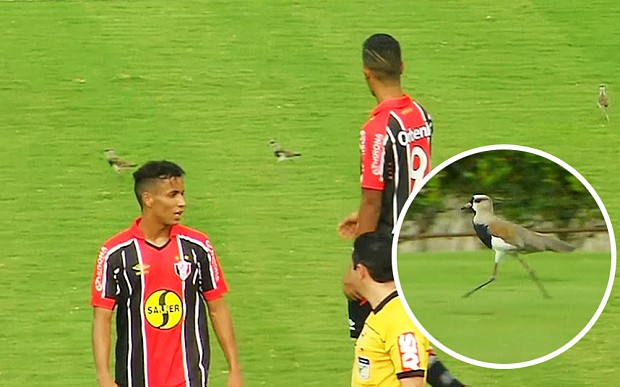 Εισβολή&#8230; πουλιών διέκοψε ματς στη Βραζιλία