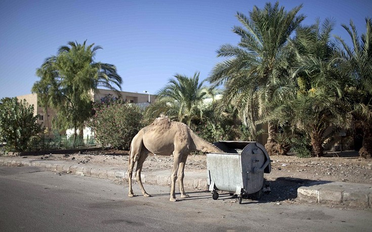 Αδέσποτες&#8230; καμήλες αναζητούν τροφή μέσα σε κάδους σκουπιδιών