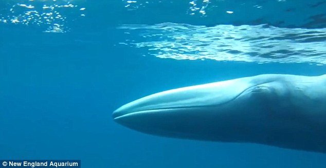 Βιντεοσκοπήθηκε για πρώτη φορά η πιο σπάνια φάλαινα στον κόσμο