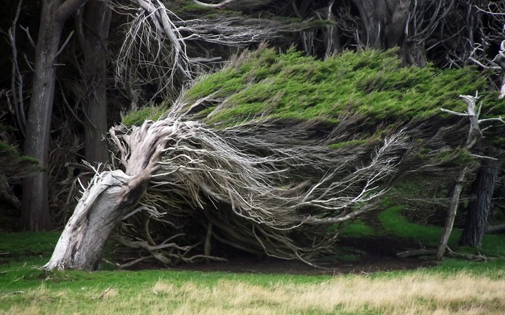 Τα εντυπωσιακά δέντρα που αλλοίωσε ο άνεμος