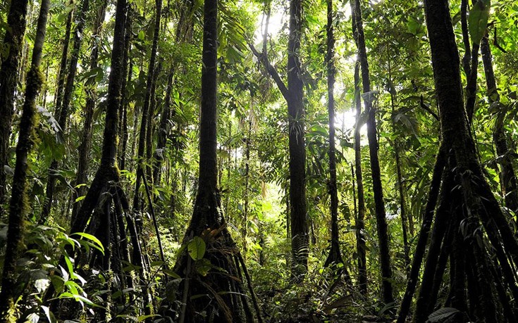Το μυστηριώδες δάσος του Εκουαδόρ όπου τα δέντρα περπατούν