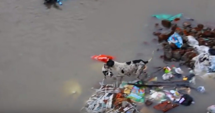 Σκυλίτσα σώζει τα κουτάβια της στις πλημμύρες της Ινδίας