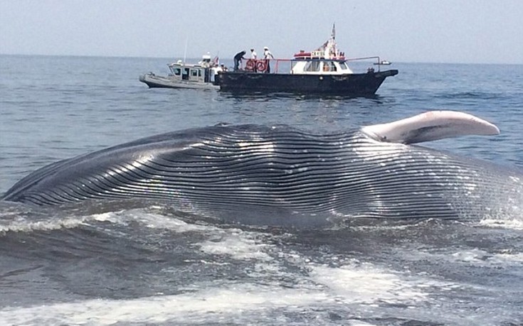 Συντονισμένη επιχείρηση διάσωσης φάλαινας στη Χιλή
