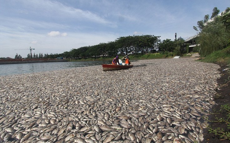 Λίμνη της Ινδονησίας γέμισε χιλιάδες νεκρά ψάρια