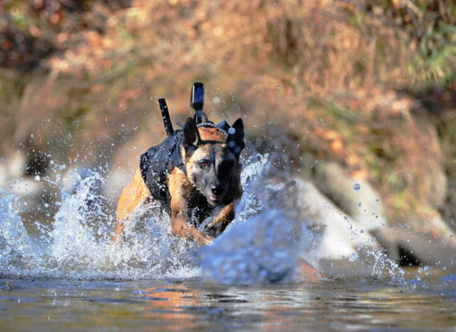 powerful-moments-of-dogs-at-war-13